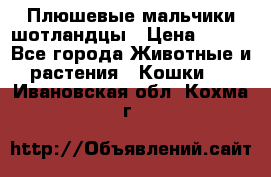 Плюшевые мальчики шотландцы › Цена ­ 500 - Все города Животные и растения » Кошки   . Ивановская обл.,Кохма г.